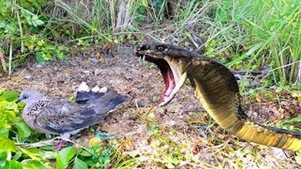 Terrifying!! Brave Little Girl Catch HugeSnake While Checking Bird Trap