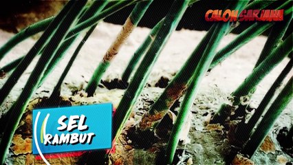 10 FAKTA MENJIJIKAN DAN MENGAGETKAN TENTANG TUBUH MANUSIA!!!