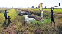 Terrifying!! Three Children Catch Big Snake While Digging Frogs along the Canal
