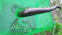 Wow!! Clever Boy Trap Big Water Snake Using Plastic Net Trap - How To Catch Water Snake Wi