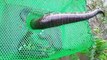 Wow!! Clever Boy Trap Big Water Snake Using Plastic Net Trap - How To Catch Water Snake Wi