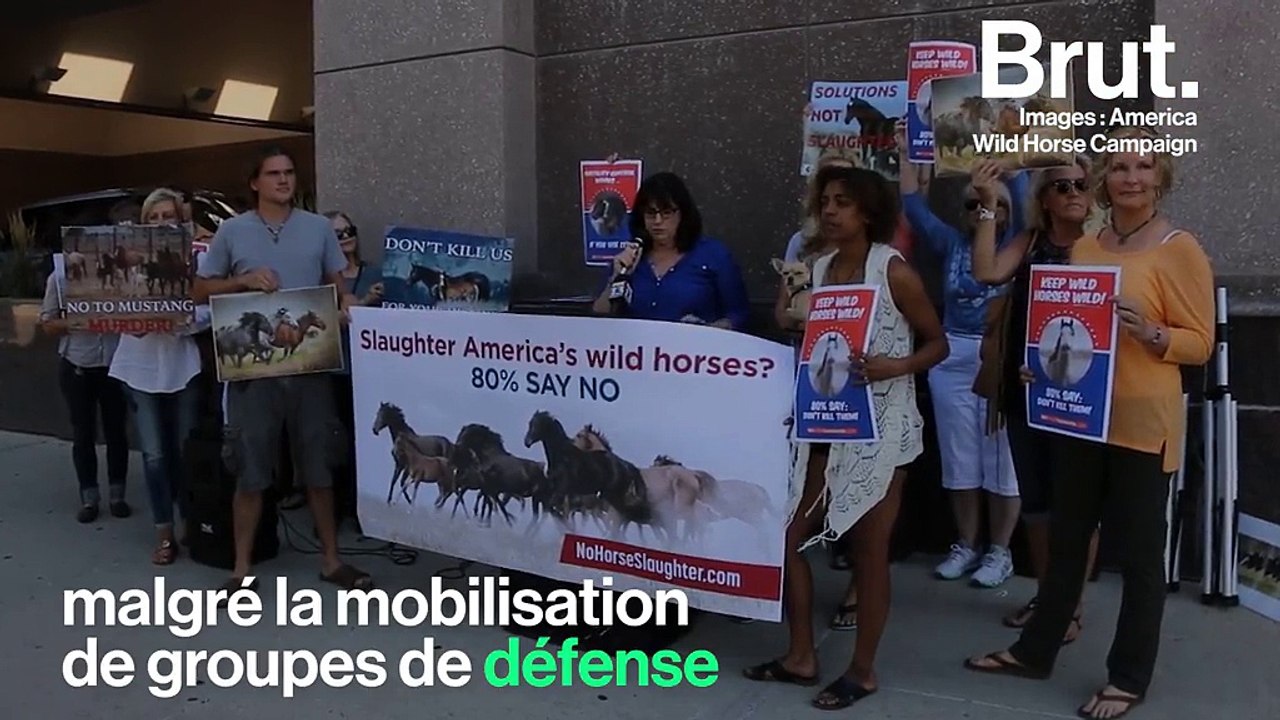 Aux États-Unis, des dizaines de milliers de chevaux sauvages pourraient être euthanasiés