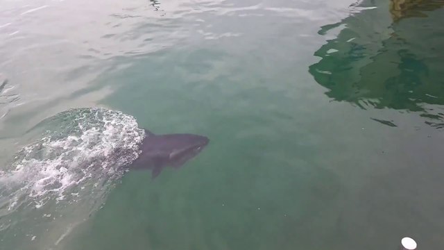 Un thon gobe une mouette qui lui a volé sa nourriture