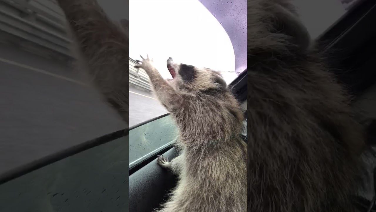 Raton laveur vs Pluie