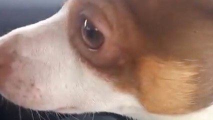 Dog Hears Baby For First Time