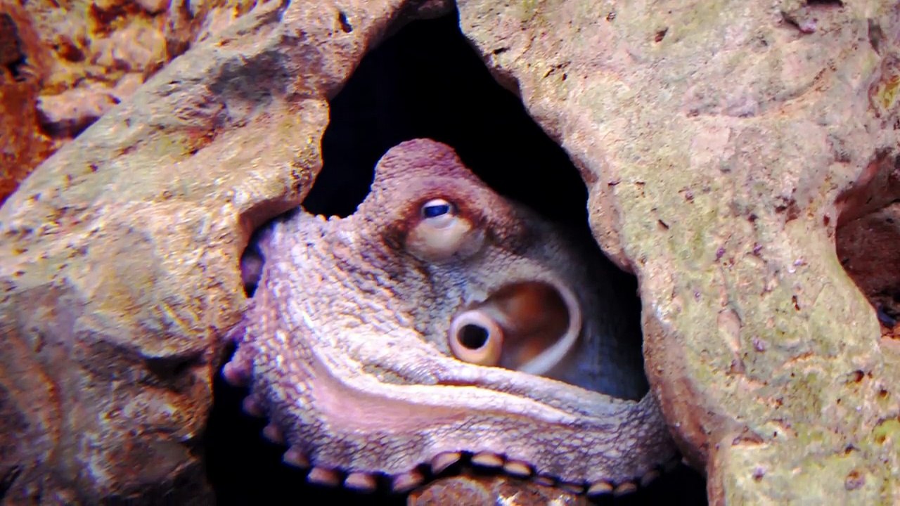 12 Epic Native American Cryptids