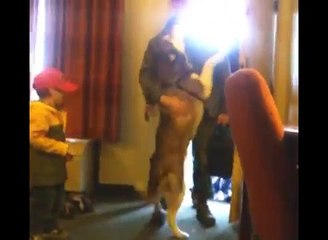 U.S. Marine Surprises His Siberian Husky Dog in Hotel Room
