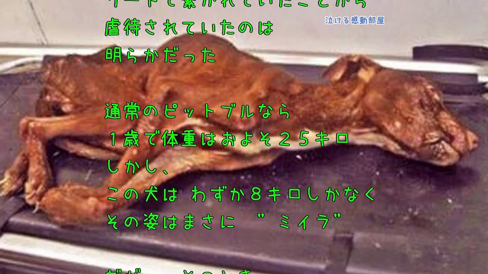 感動する話泣ける話 実話 ゴミ箱から発見された犬 Video Dailymotion