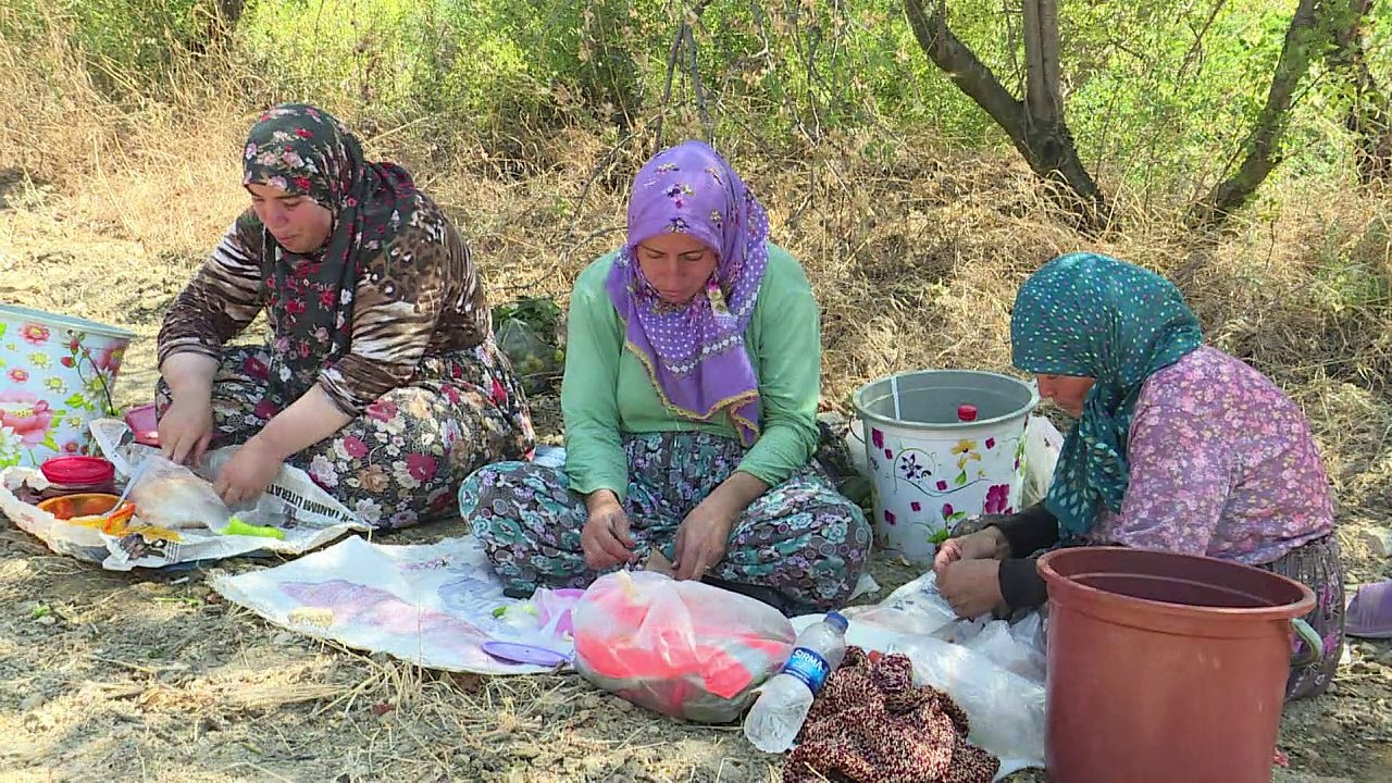 Turkish wine production stuggles to take root
