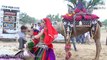 New Rajasthani Marwadi Camel and Girl Dance | Rajasthani Online Media | New Marwadi Dj Song 2017