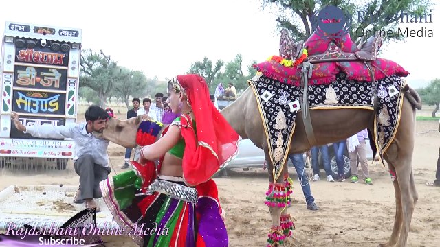 New Rajasthani Marwadi Camel and Girl Dance | Rajasthani Online Media | New Marwadi Dj Song 2017