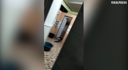 Mystery swamp creature emerges from toilet in Malaysia