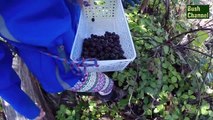 Wild Blackberries Fruit Picking Adventure, Blackberry Recipes