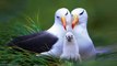 Beautiful Wildlife Video - Exotic Water Birds And Golden Pheasant