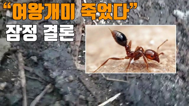 [자막뉴스] 외래 붉은 불개미·여왕개미 사멸 잠정 결론 / YTN