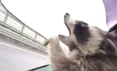 This Raccoon With His Head Out Of A Car Window Is Determined To Eat All The Rain