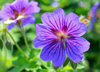 Spektrem Shine [NCS Release