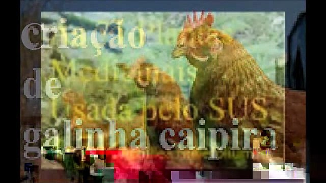 Colonia plantas medicinais utilizadas pelo sus 4 71