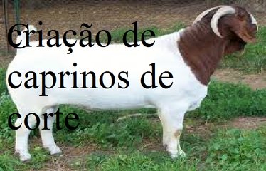 criação de cabras de corte