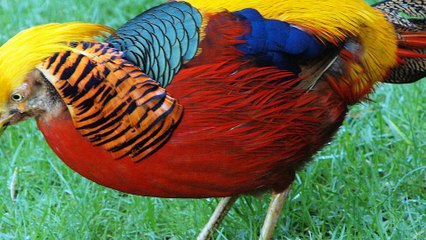 Chrysolophus pictus birds - You will be like them when seeing this video