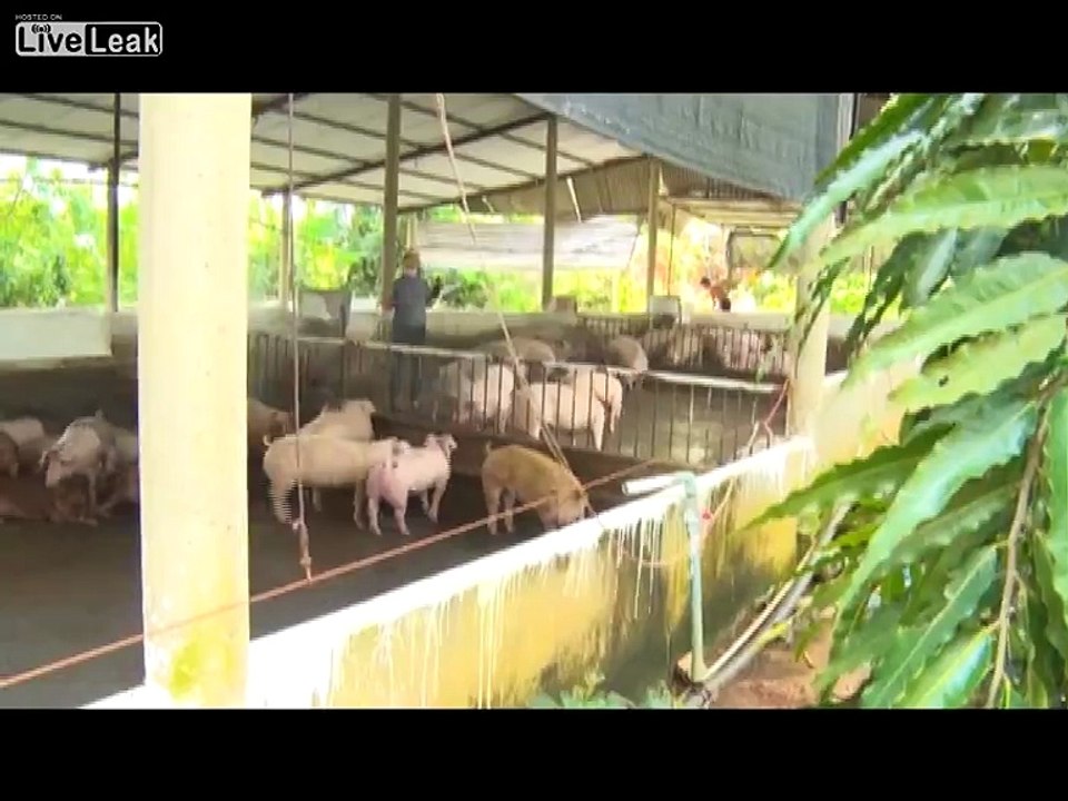 pig farm