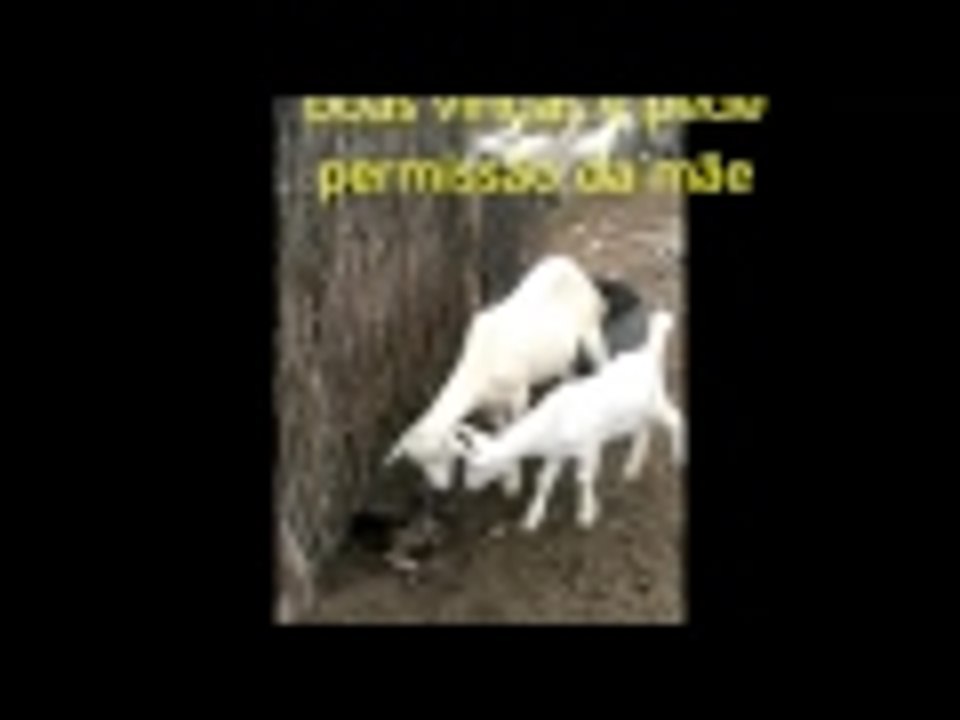 cabra parindo[1]