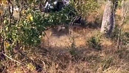 Amazing Baboons Save Impala From Cheetah Attack In Africa