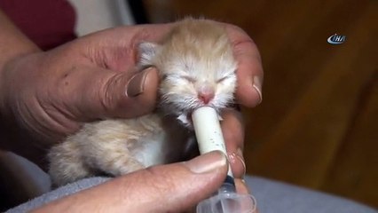 Kedicikler Sezaryenle Kurtarıldı