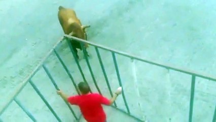 Un taureau rentre dans une cage