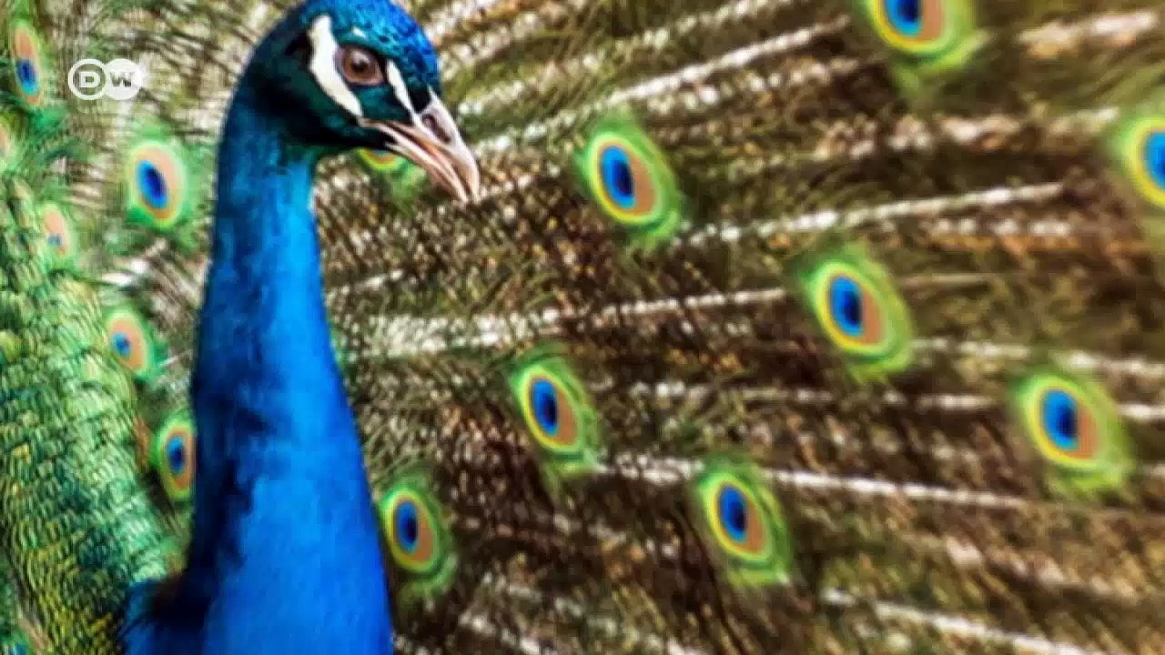 Don't Call Me Bossy - Miriam Wohlfarth | DW English