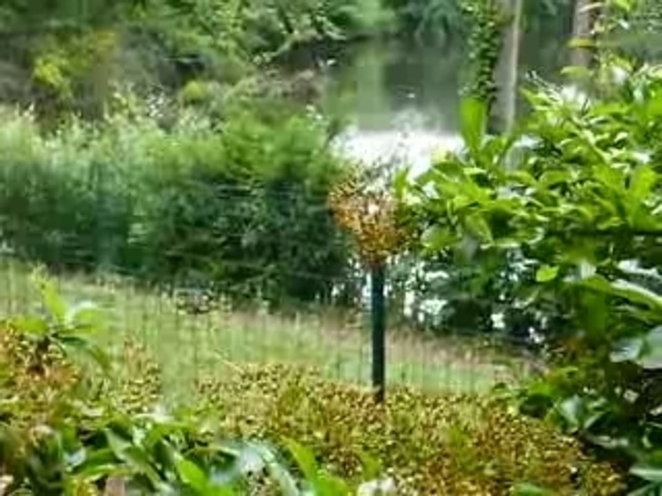 Ducks fight