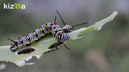 Intro , Jenerik, Fragman - Belgesel TV HD