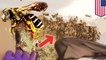 Dude finds 30,000 bees living in the walls of his house