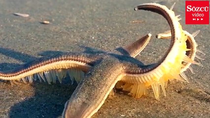 Denizyıldızının kumsal üzerindeki yürüyüşü