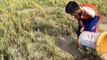 Wow! Two Boys catches a lot of fishes on rice field in Siem Reap Province-Khmer Cast Net Fishing