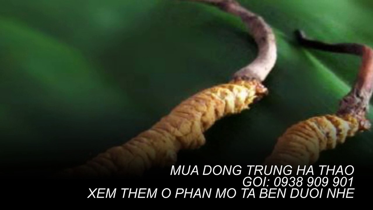 đông trùng hạ thảo bhutan ở tại quận 6