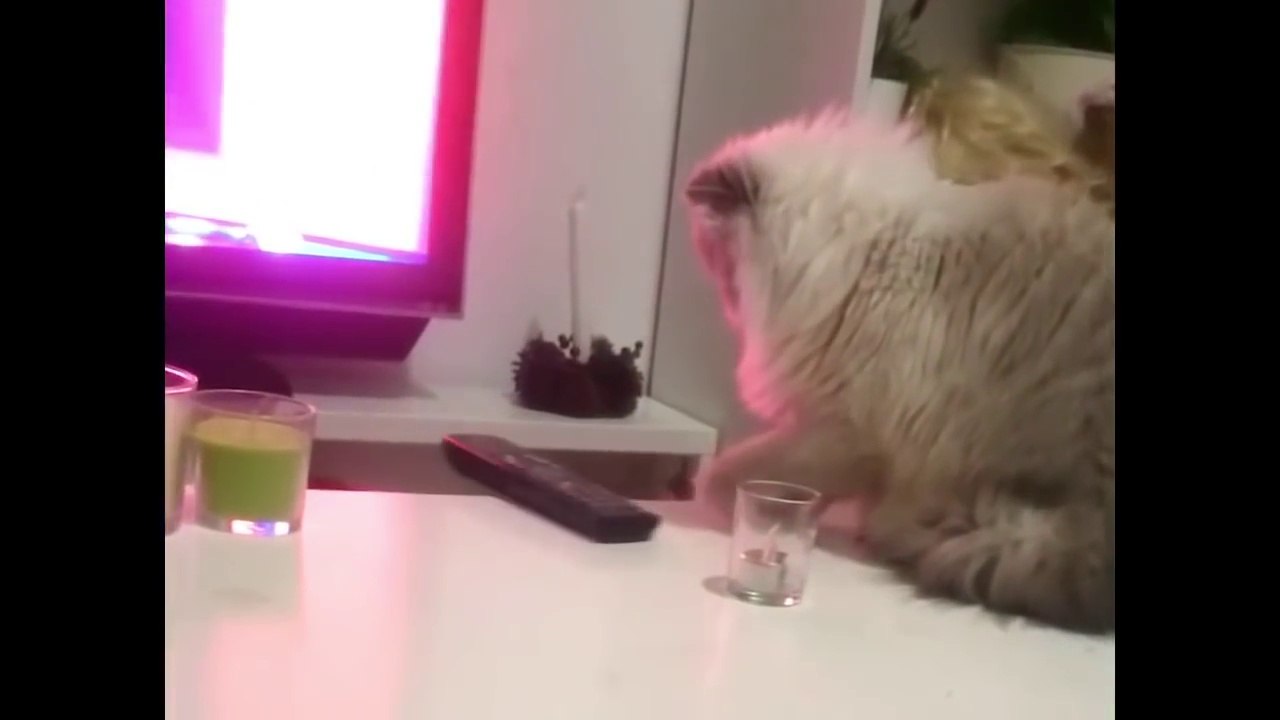Le chat le plus GANGSTA du monde