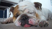 Ce bulldog a une drôle d'habitude matinale