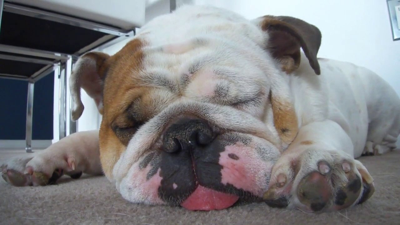 Ce bulldog a une drôle d'habitude matinale