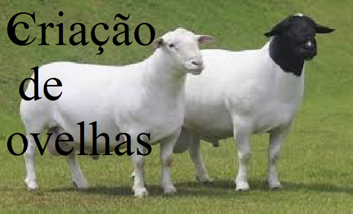 criação de ovelhas[1]