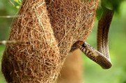Điều gì xảy ra khi rắn độc bò lên tổ chim rồng rộc - Giờ mới hiểu tại sao tổ chim rồng rộc lại có hình dạng như vậy