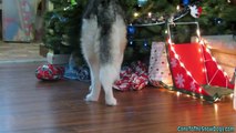 Dogs Opening Christmas Presents - Santa Paws Came! Oakley Puppys First Christmas