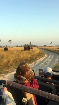 Ce bébé éléphant se plante la trompe dans le sol en marchant dans cette réserve Africaine !