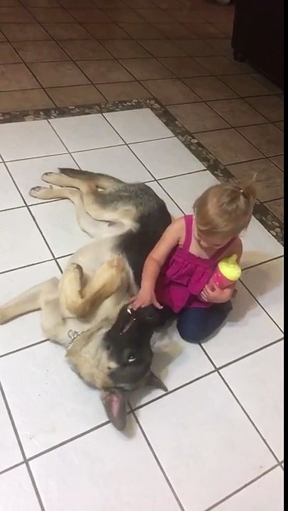 Cette fillette joue avec la gueule d'un gros berger Allemand !