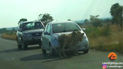 Crever son pneu.. mordu par un lion dans une réserve !