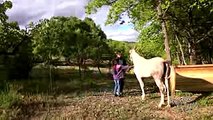 New lunar 2017  Pur sang arabe endurance vaucluse My Horse Sunny 微电影 Always With Me 直在我身边 微电影 I He