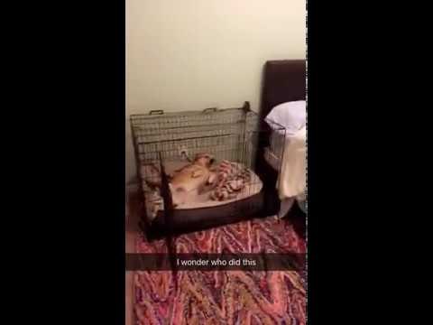 Guilty Dog Wreaks Havoc on Owner's Kitchen