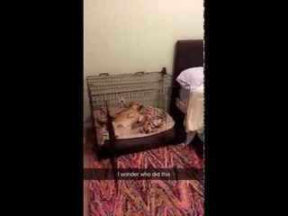 Guilty Dog Wreaks Havoc on Owner's Kitchen