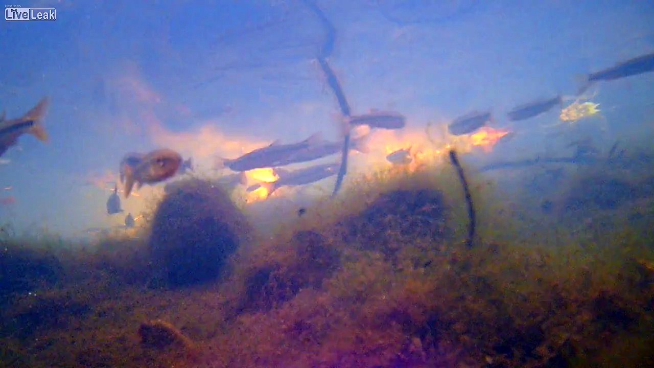 Swim with the fish