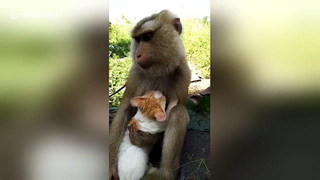 Pet monkey hugs stray kitten after they become 'best friends'